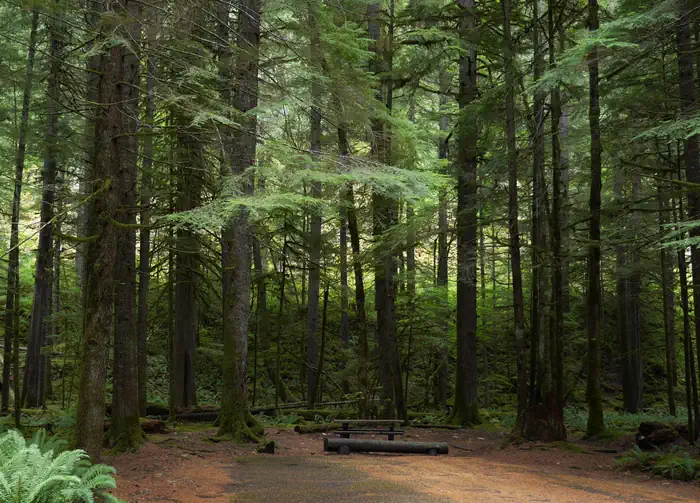North Fork Campground (WA) photo 4