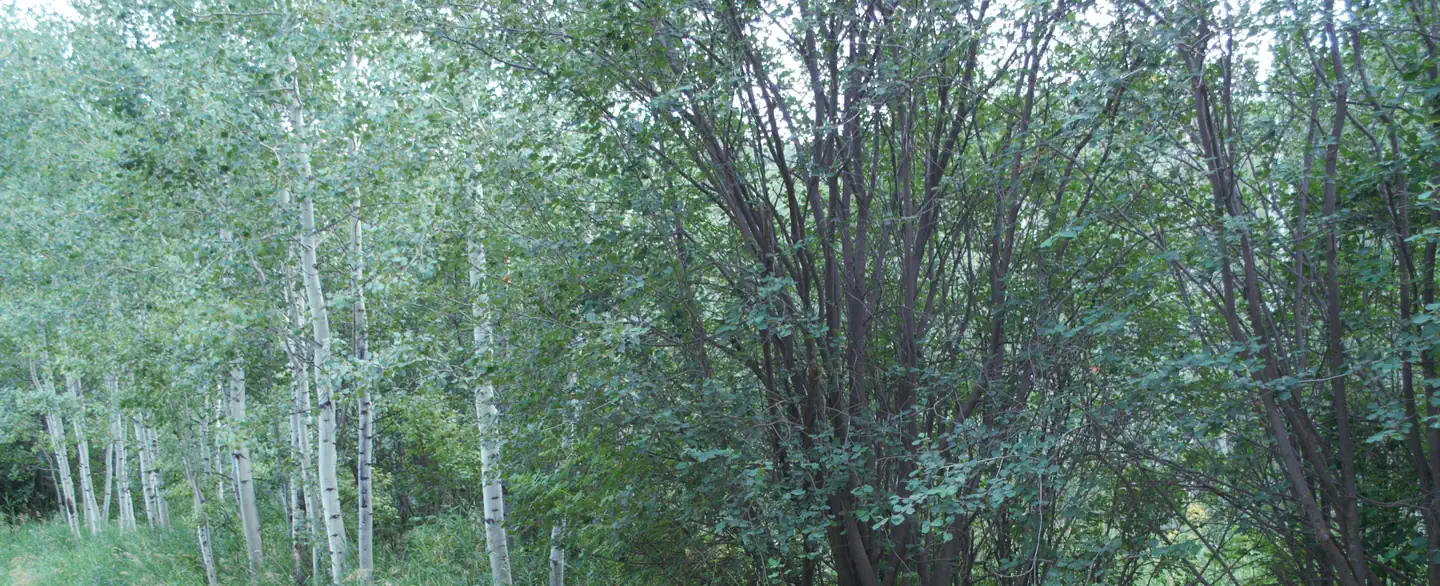 NORTH FORK CAMPGROUND photo 3