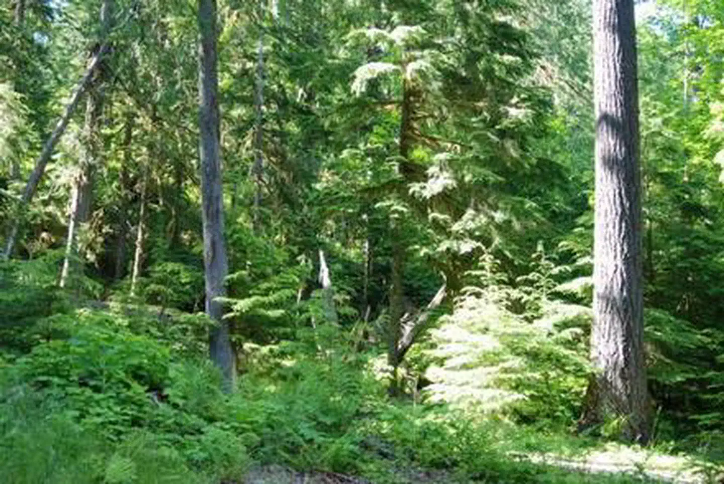North Fork Elk Group Camp photo 4
