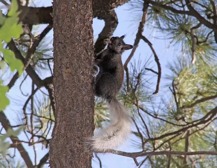 North Rim Campground (AZ) photo 4