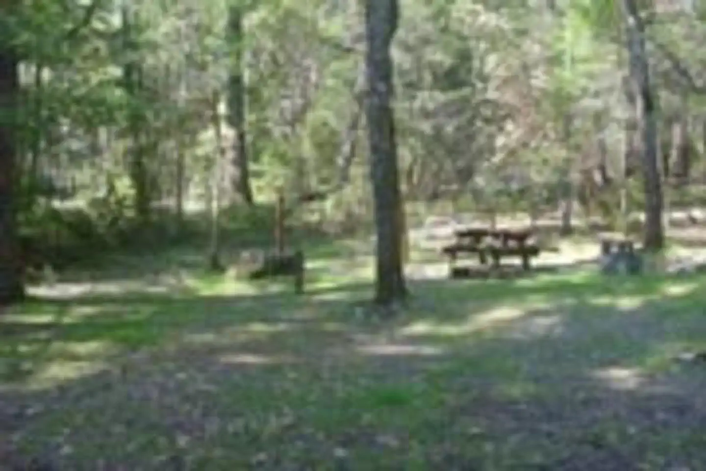 OAK BOTTOM CAMPGROUND photo 5