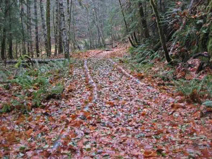 OHANAPECOSH CAMPGROUND photo 5