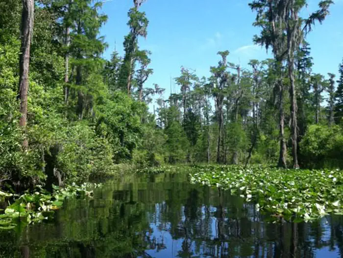 Okefenokee National Wildlife Refuge Overnight Camping Permit photo 5