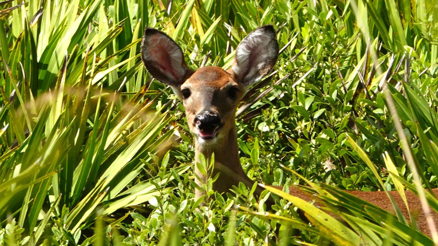 Okefenokee NWR Suwannee Canal Recreation Area Hunt Permit photo