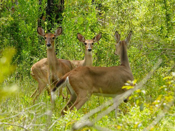 Okefenokee NWR Suwannee Canal Recreation Area Hunt Permit photo 2