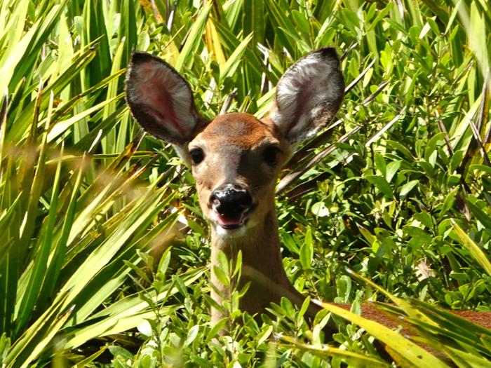 Okefenokee NWR Suwannee Canal Recreation Area Hunt Permit photo 4