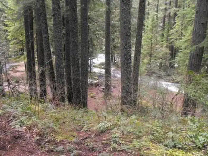 Olallie on McKenzie Highway - Willamette (OR) photo