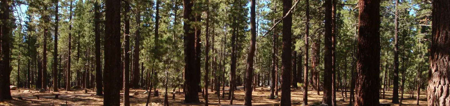 OLD SHADY REST CAMPGROUND photo