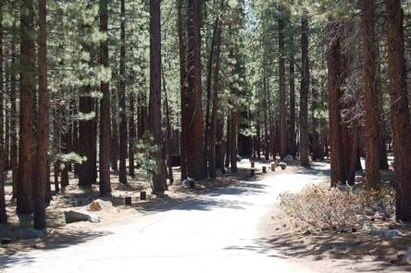 OLD SHADY REST CAMPGROUND photo 2