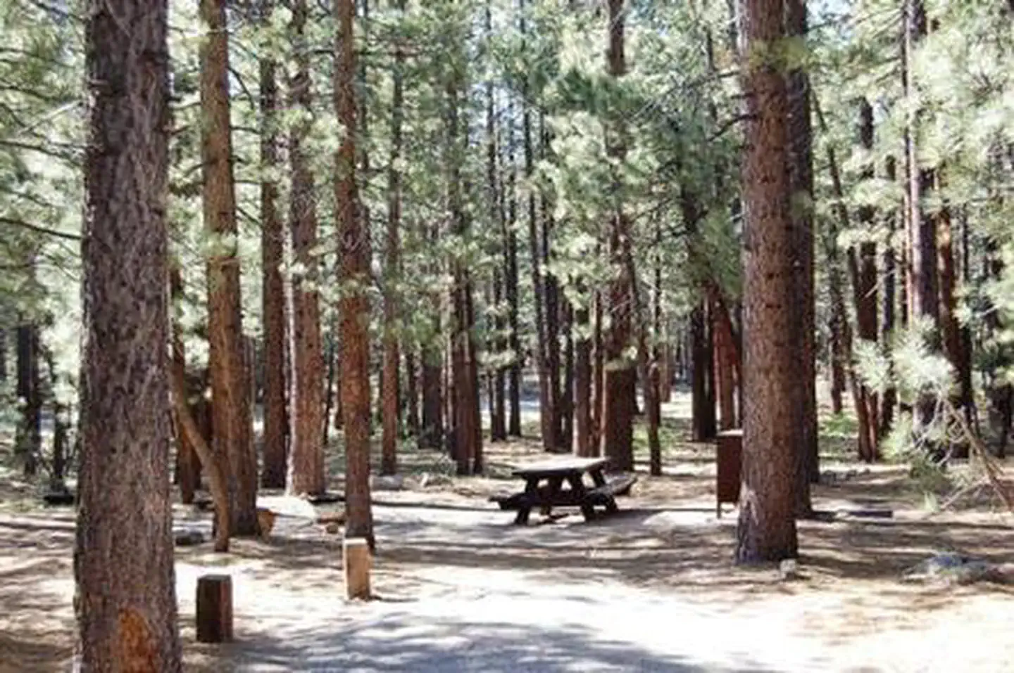 OLD SHADY REST CAMPGROUND photo 4