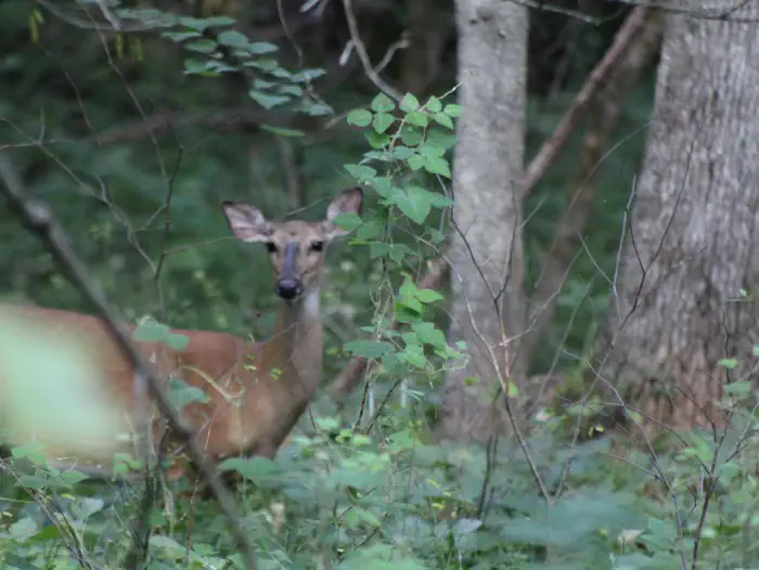 ORLEANS TRAIL photo 2