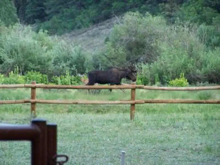 PALISADES HORSE CAMP photo 5