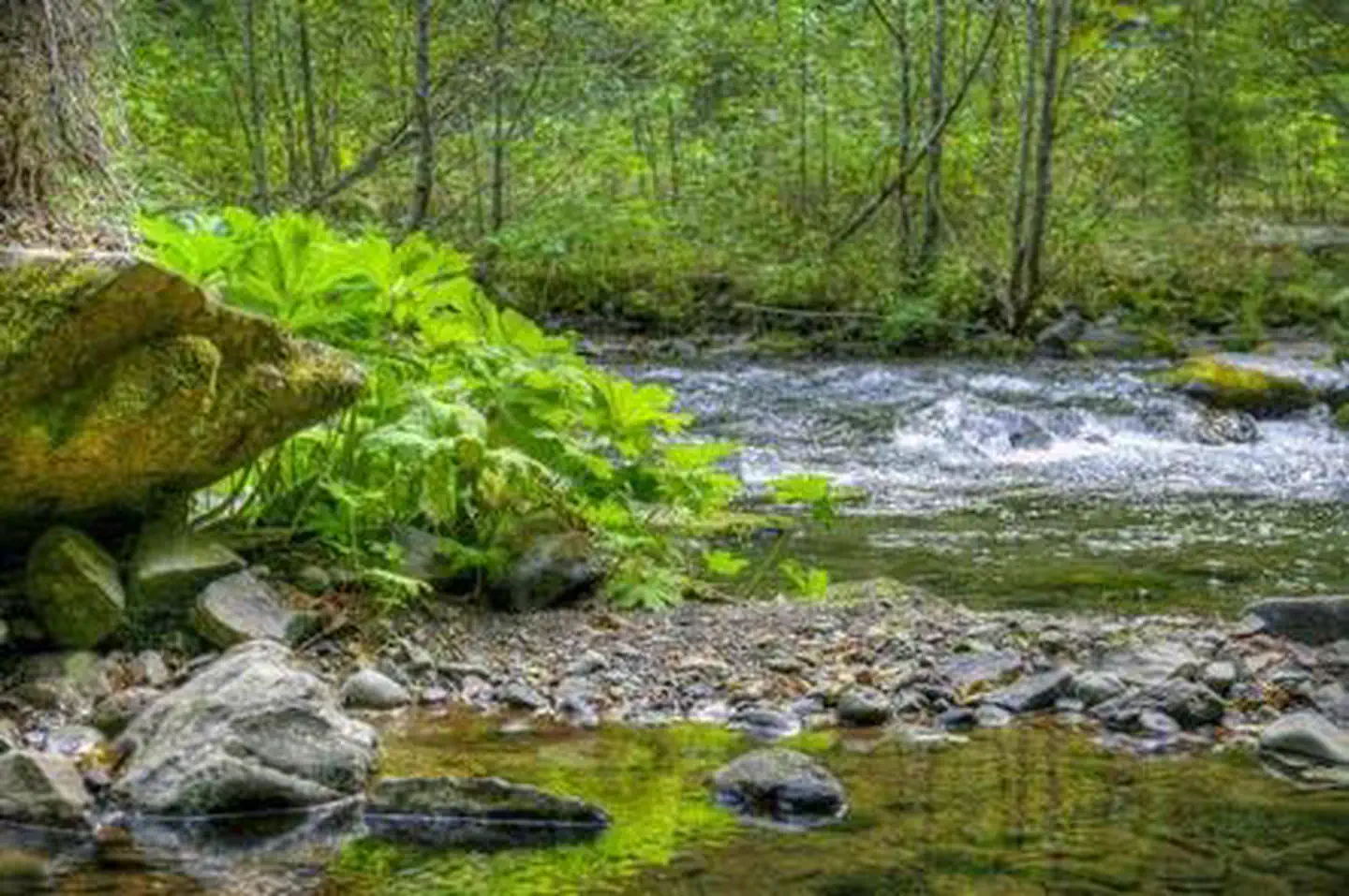 Panther Creek campground photo 2