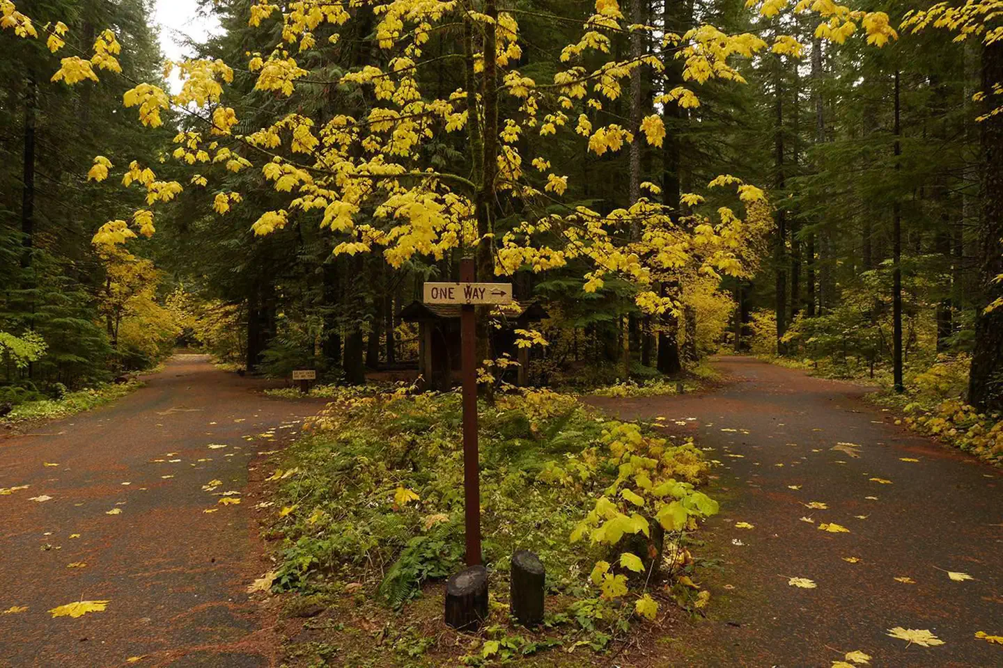Paradise Creek campground photo 3