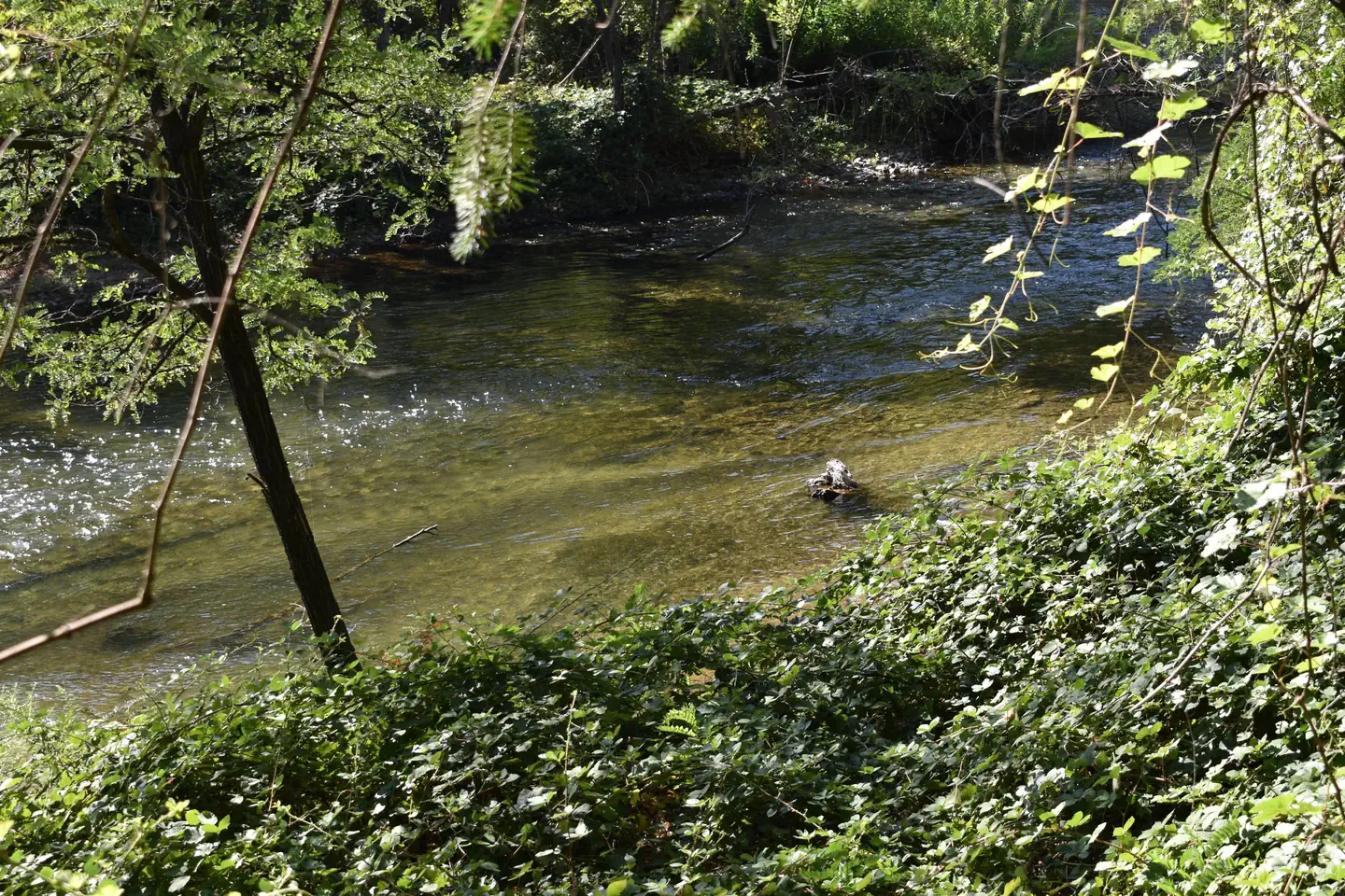 PELTIER BRIDGE PRIMITIVE CAMPGROUND photo 4