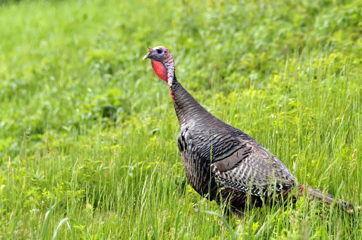Piedmont National Wildlife Refuge Turkey Hunt photo 2