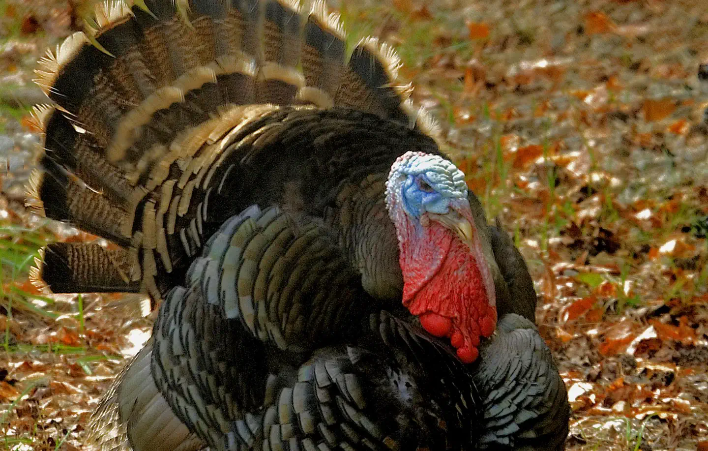Piedmont National Wildlife Refuge Turkey Hunt photo 3