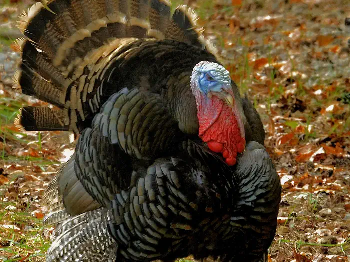 Piedmont National Wildlife Refuge Turkey Hunt photo 4