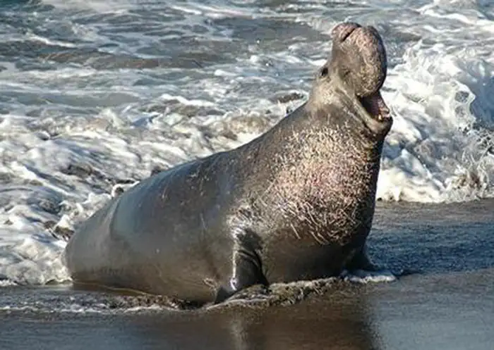 Piedras Blancas Light Station photo 4