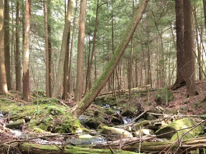 Pine Grove Boat Access Campground photo 3
