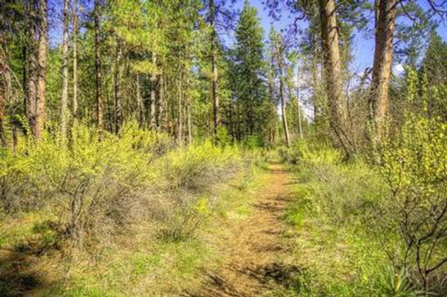 PINE REST CAMPGROUND photo 5