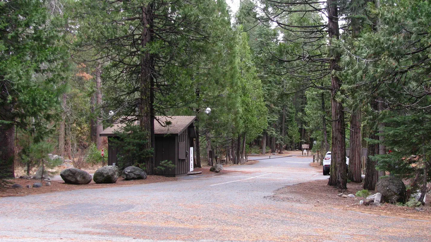 PINECREST photo