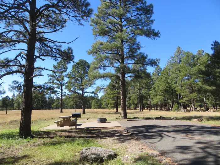 PINEGROVE photo 3