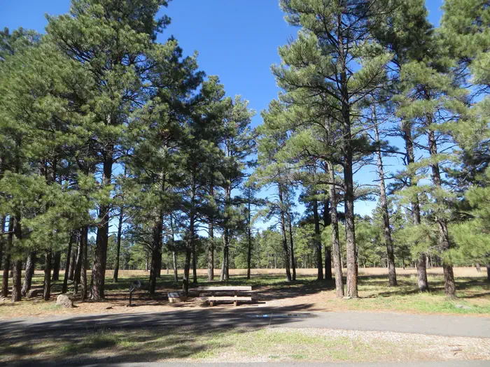 PINEGROVE photo 4