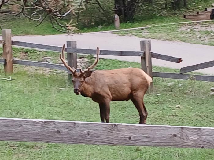 Pines Campground photo 3
