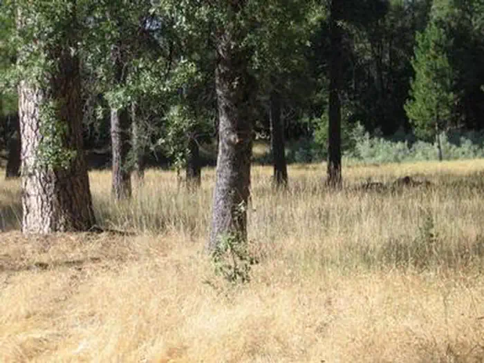 PINES GROUP STANISLAUS photo 5
