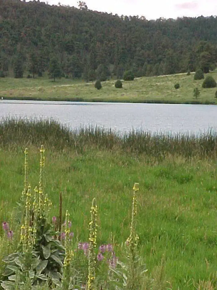 Pinon Campground (Quemado Lake) photo 4