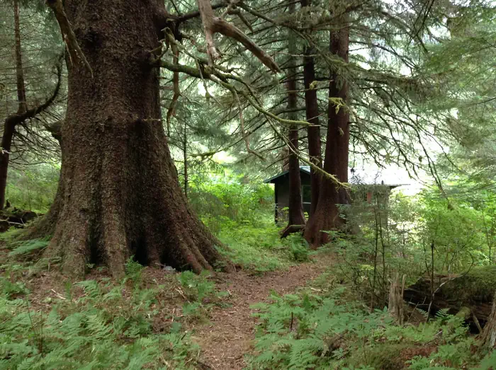 PLOTNIKOF LAKE CABIN photo 3