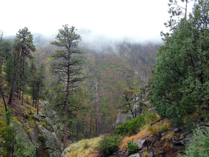 Ponderosa Group Campground (NM) photo 3