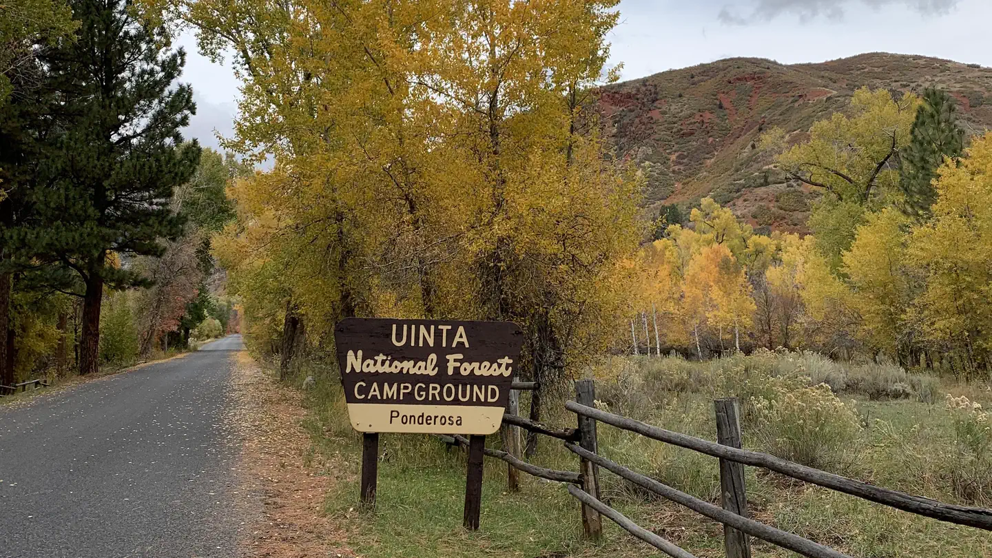 PONDEROSA UINTA photo