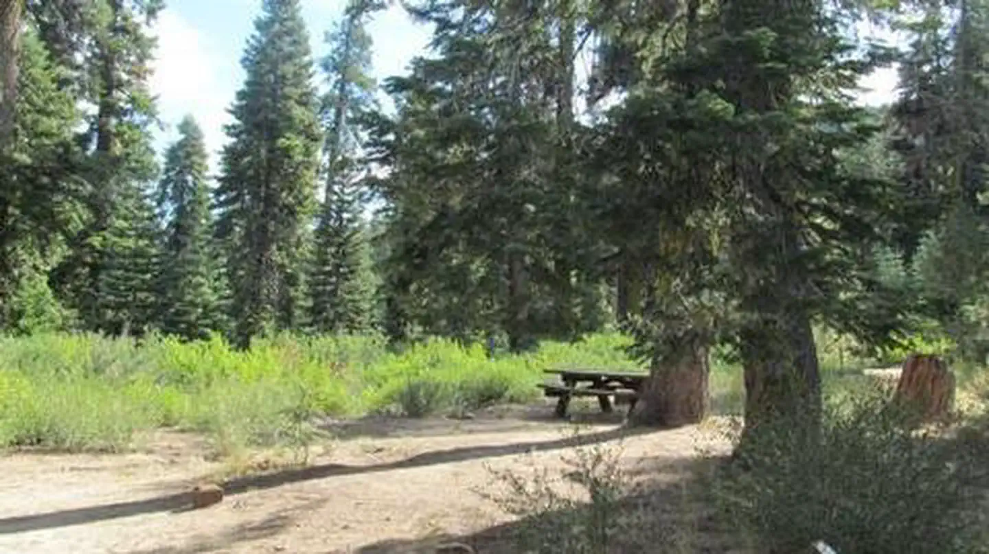 QUAKING ASPEN photo 3