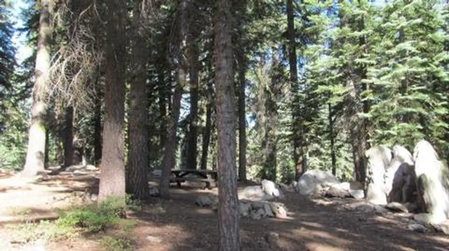 QUAKING ASPEN photo 5