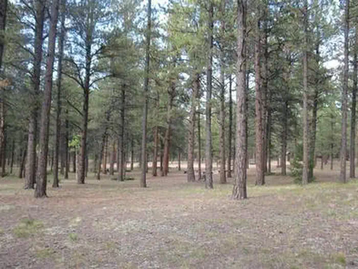 RED ROCKS GROUP CAMPGROUND photo 2