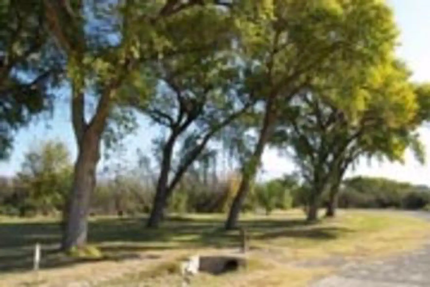 Rio Grande Village Group Campground (Big Bend, TX) photo 2