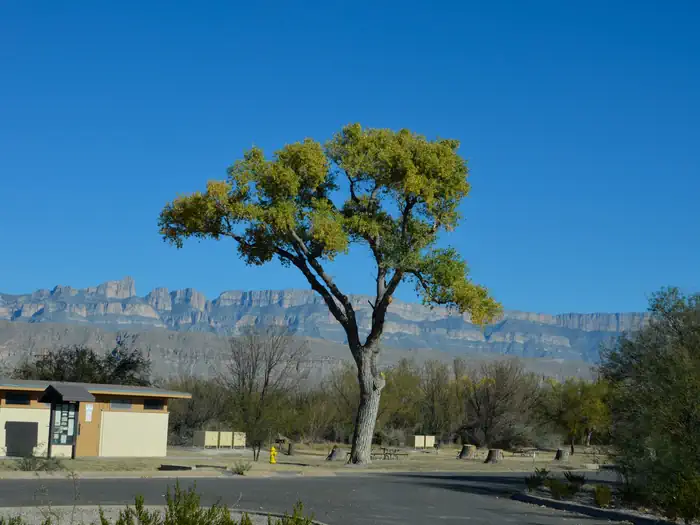 Rio Grande Village Group Campground (Big Bend, TX) photo 4