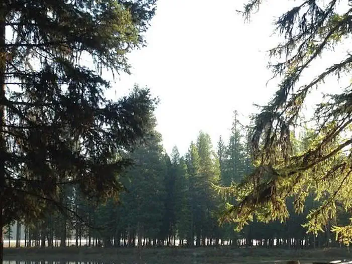 River Point Lolo Campground (MT) photo 3