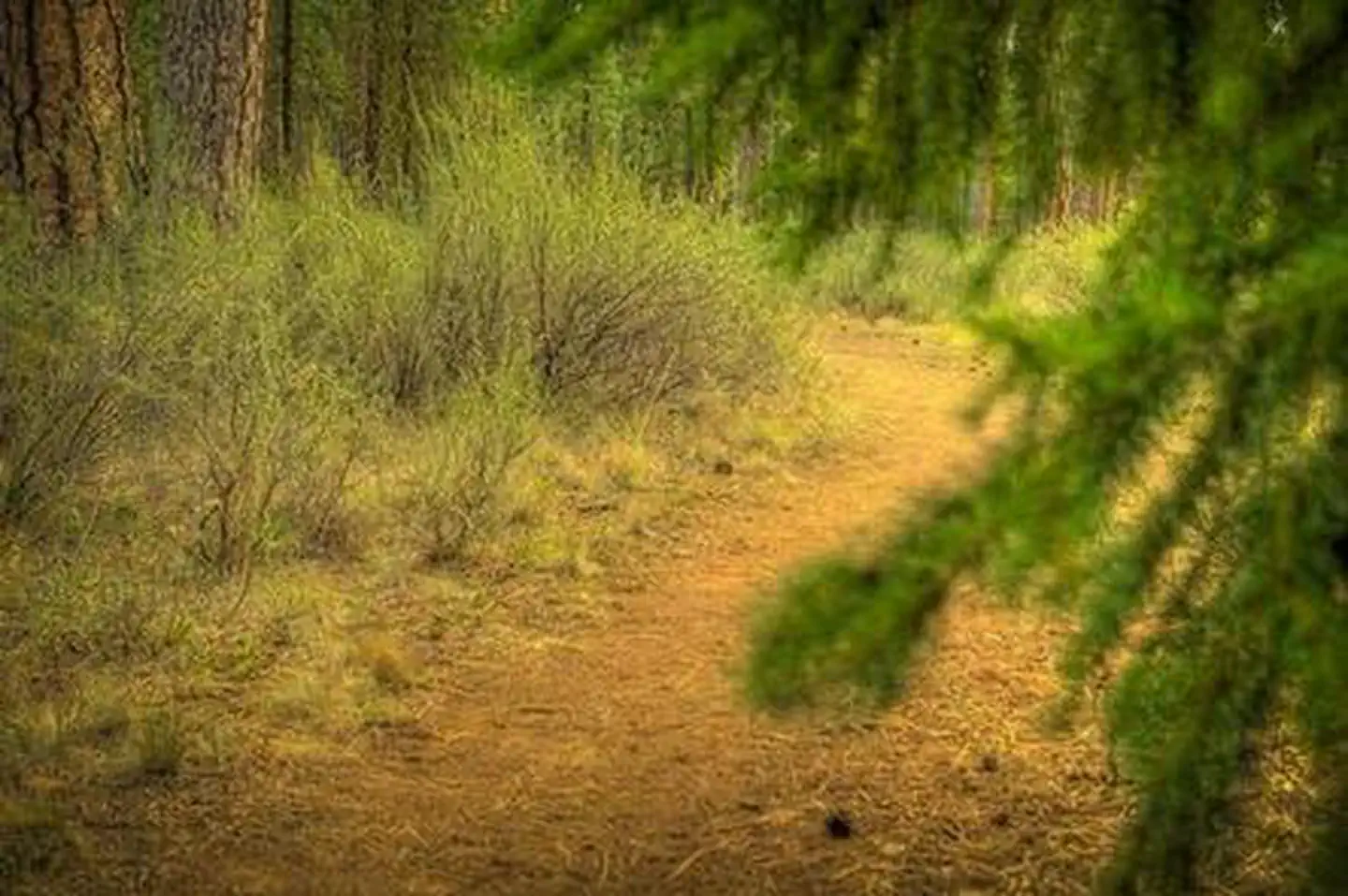 Riverside Campground (Deschutes National Forest, OR) photo 2