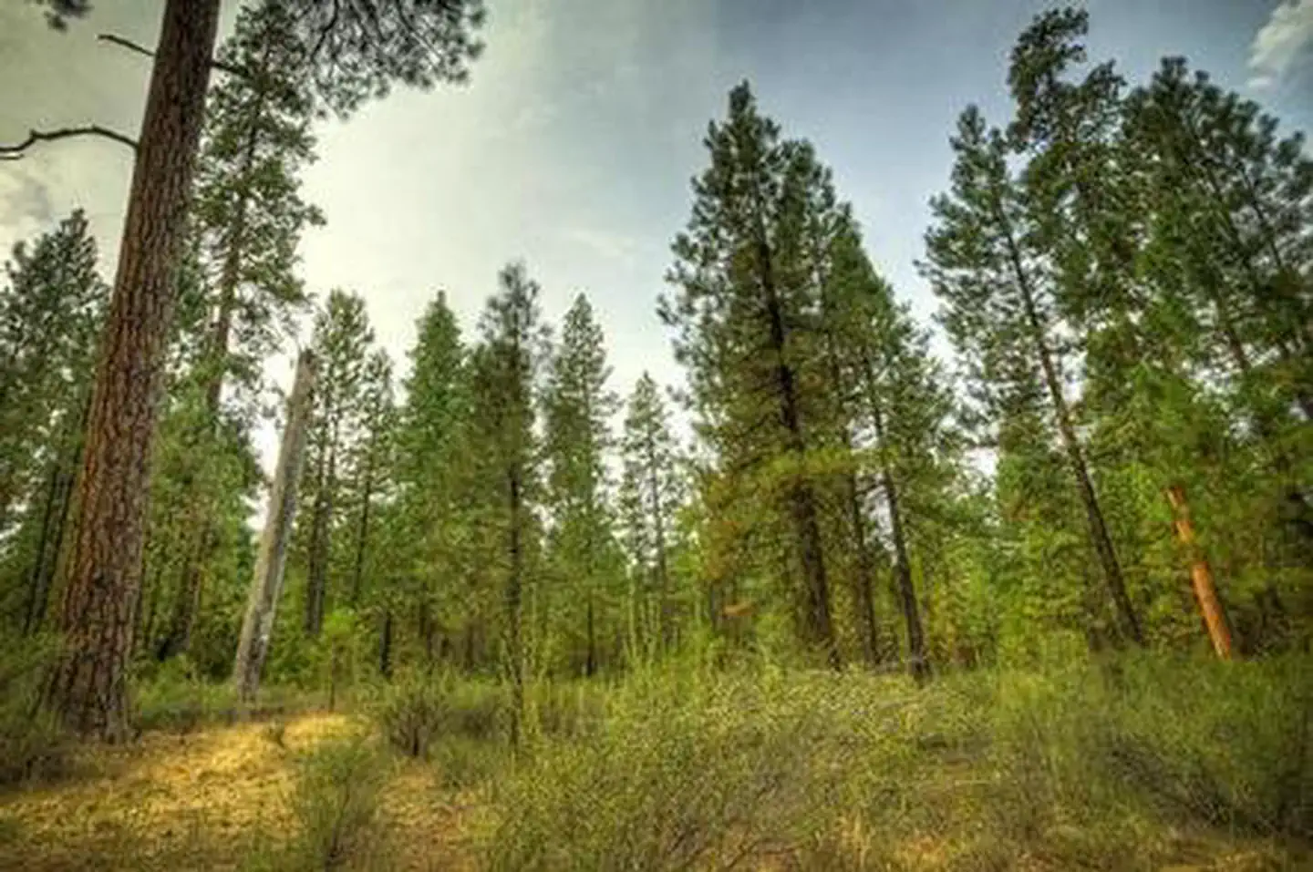 Riverside Campground (Deschutes National Forest, OR) photo 3