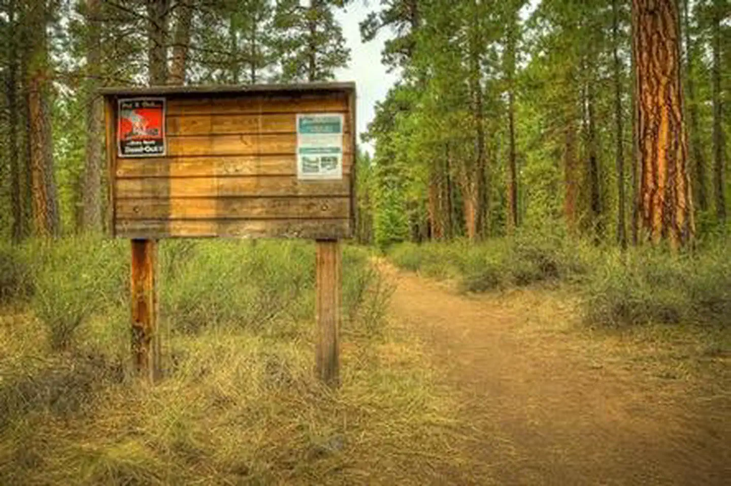Riverside Campground (Deschutes National Forest, OR) photo 5