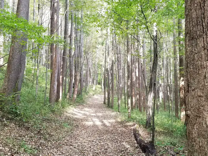 Rock Castle Gorge Backcountry Camping photo 3