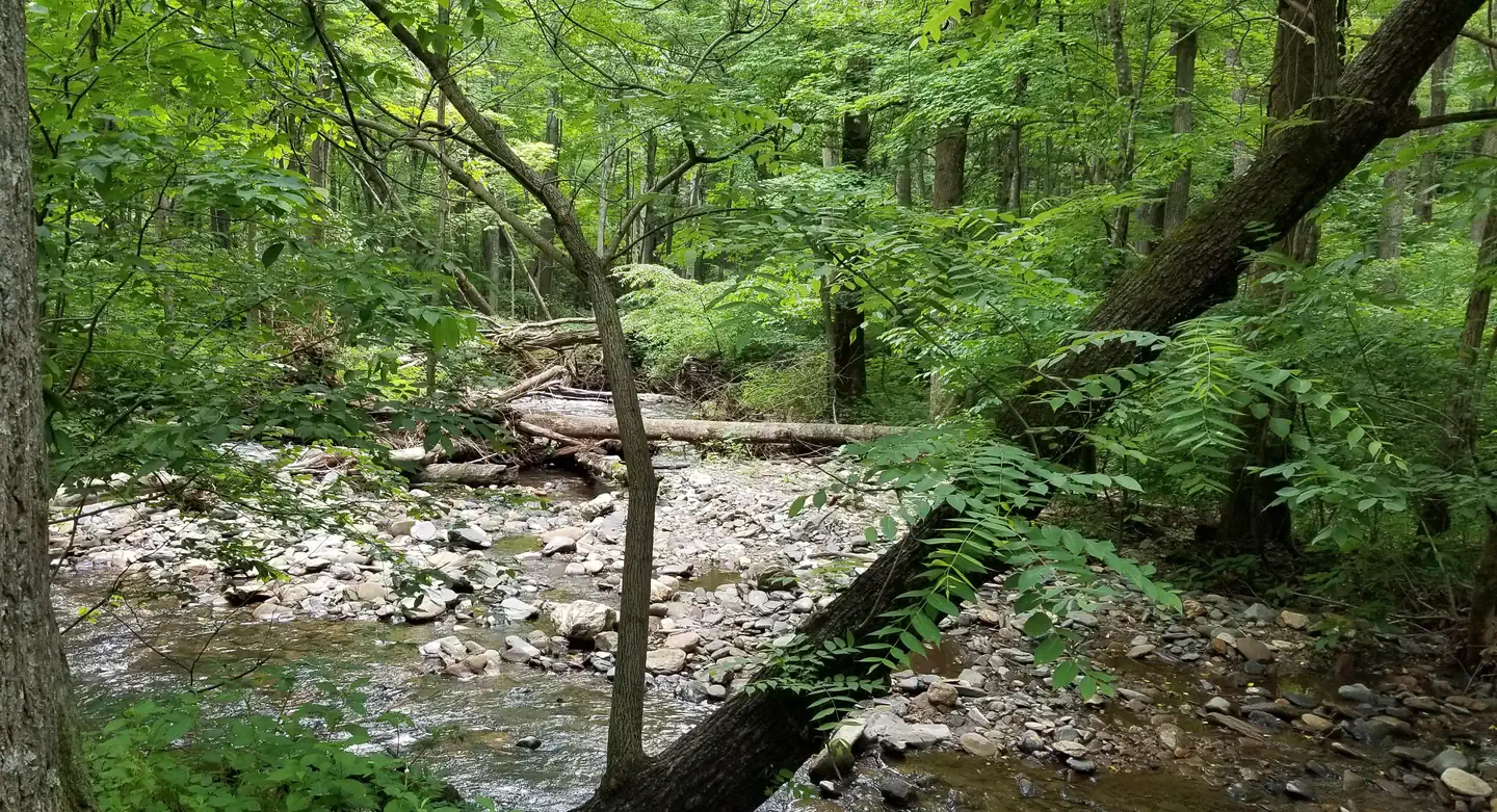 Rock Castle Gorge Backcountry Camping photo 4