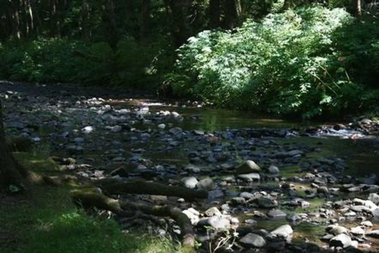 Rock Creek Oregon Coast (Siuslaw National Forest, OR) photo 3