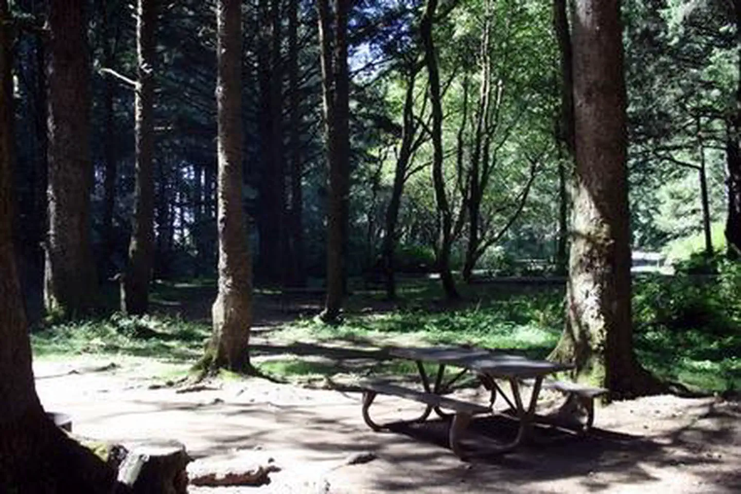 Rock Creek Oregon Coast (Siuslaw National Forest, OR) photo 4