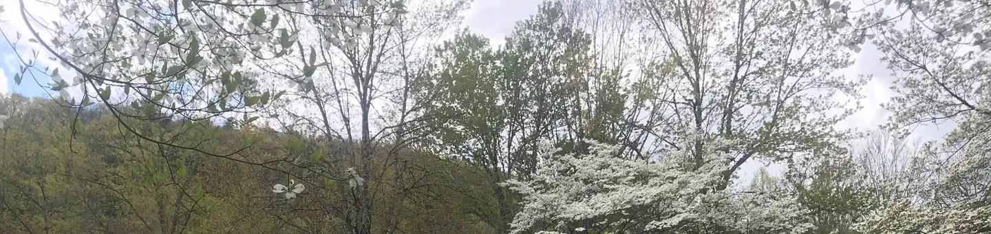 Rocky Bluff Campground photo