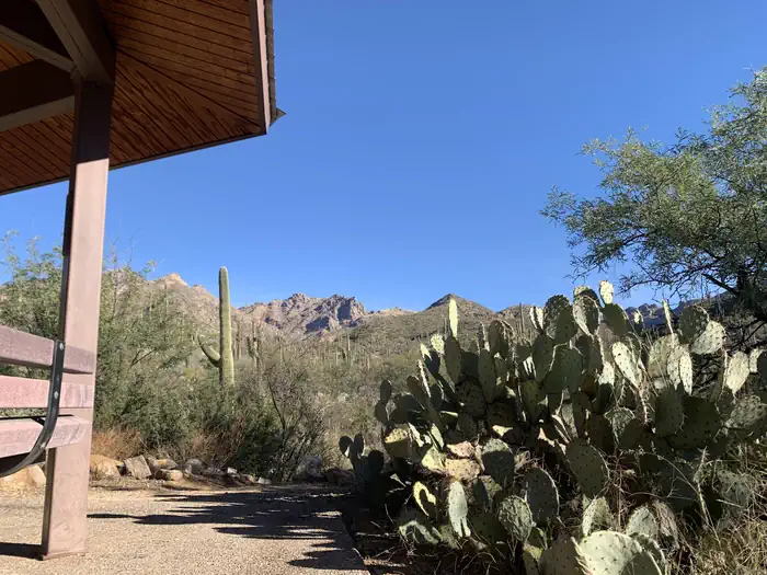 SABINO CANYON RECREATION AREA CACTUS RAMADA 1 photo 4