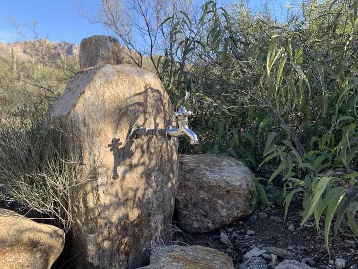 SABINO CANYON RECREATION AREA CACTUS RAMADA 1 photo 5